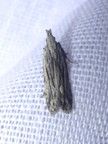 Anarsia innoxiella